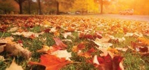 Fallen autumn leaves cover the grass in a park with a car in the background.