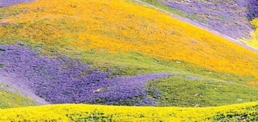 Rolling hills covered in yellow, purple, and green wildflowers in Carrizo Plain National Monument