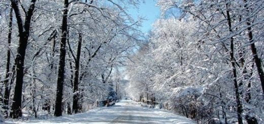 A snow-covered road winds through a forest on a clear day.