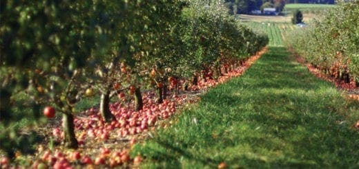 Rows of apple trees with fallen apples on the ground