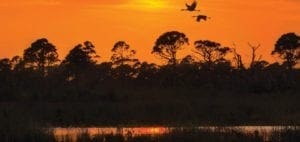 Two birds fly across a vibrant orange sunset over a savanna landscape with silhouetted trees.