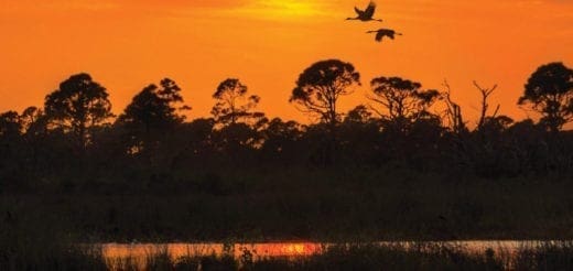 Two birds fly across a vibrant orange sunset over a savanna landscape with silhouetted trees.