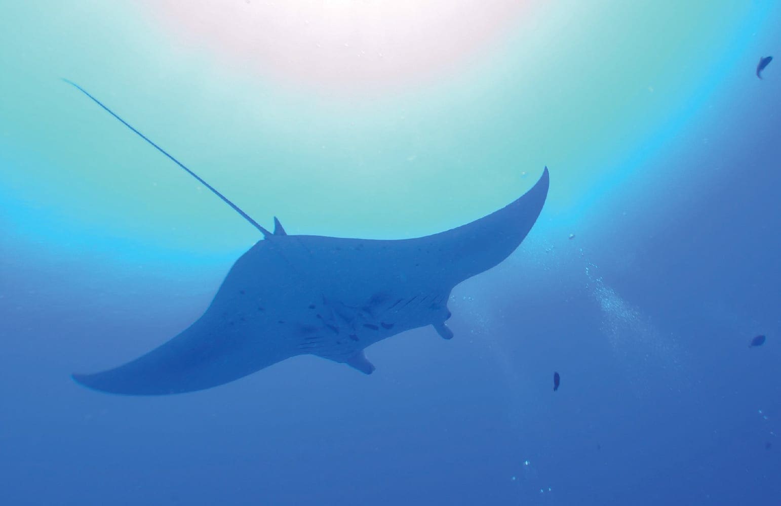 Manta ray swimming underwater with sunbeams overhead.