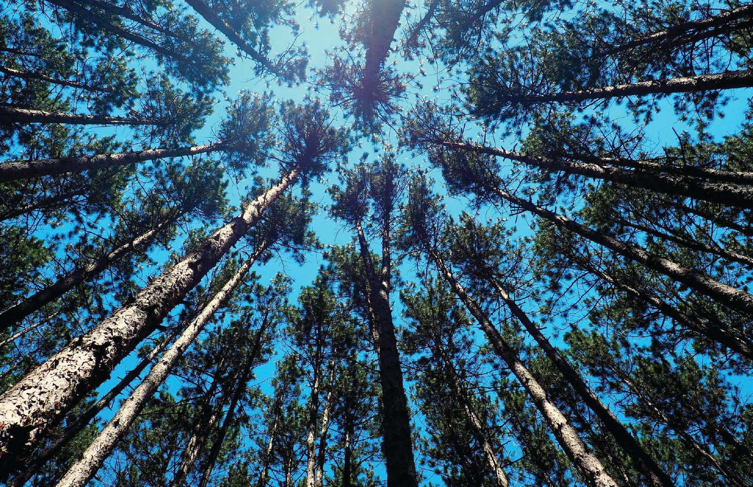 Tall pine trees reach towards a clear blue sky.