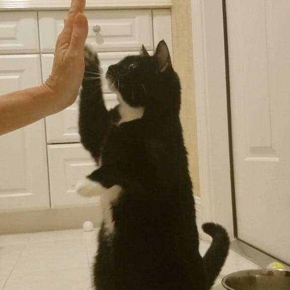 Tuxedo cat high-fiving a person's hand.