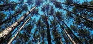 Tall trees reach towards a bright blue sky.