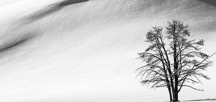 Bare tree against a snow-covered hillside in Yellowstone National Park.
