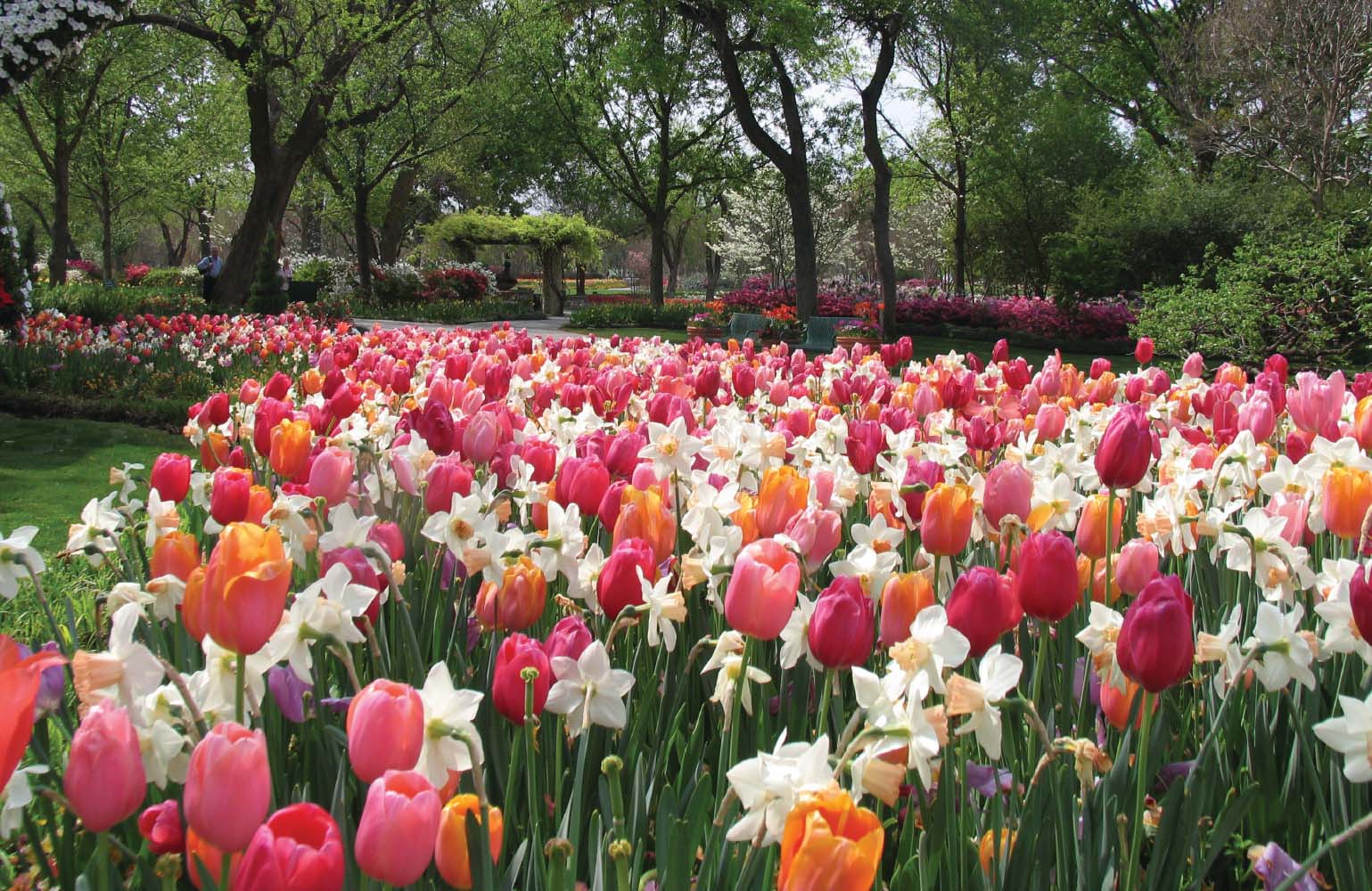 Field of colorful tulips and daffodils with trees in the background