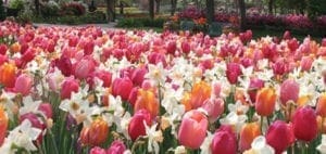 Field of pink, white, and orange tulips with daffodils.