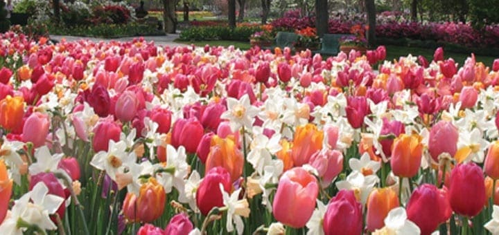 Field of pink, white, and orange tulips with daffodils.
