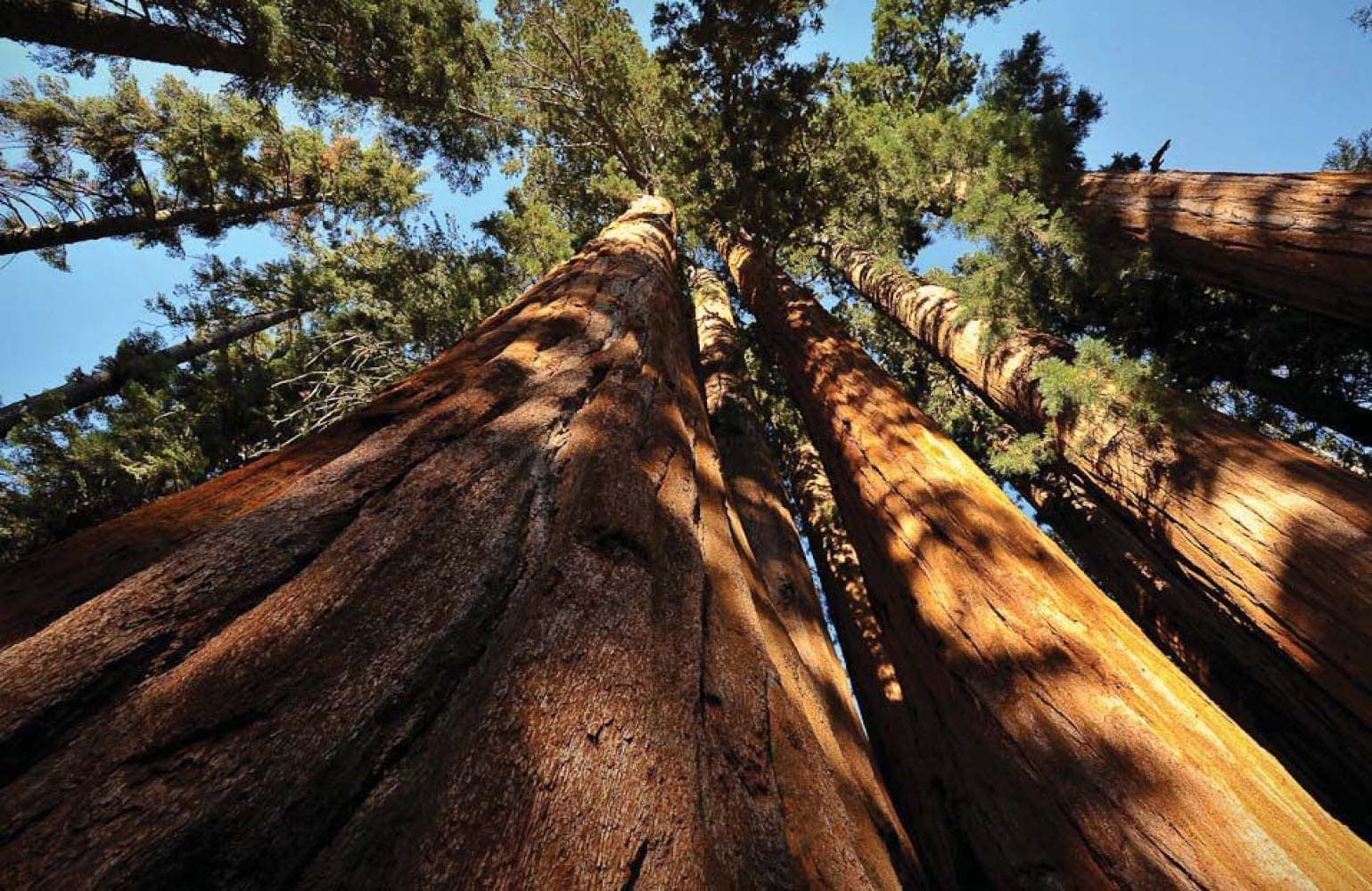 Towering trunks of giant sequoia trees reaching toward a bright blue sky along the Crescent Meadow Trail.
