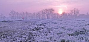 A frosty field with bare trees in the background under a pink sunrise.