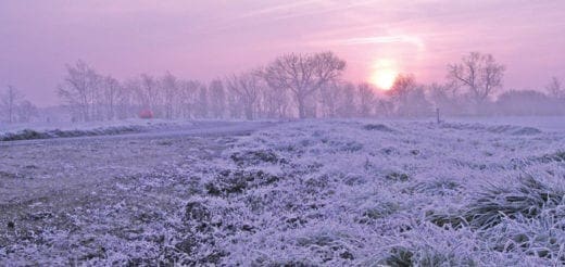 A frosty field with bare trees in the background under a pink sunrise.