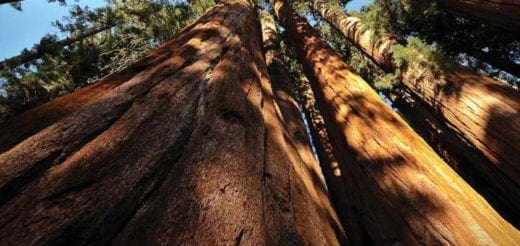 Giant sequoias rise towards a blue sky, sunlight illuminating their textured trunks.