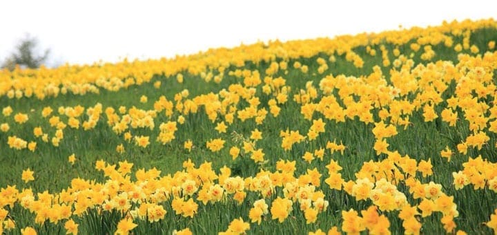 Field of yellow daffodils on a grassy hill