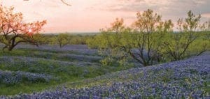Field of bluebonnets with trees at sunrise