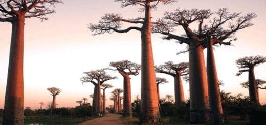 Baobab trees stand silhouetted against a sunset sky.