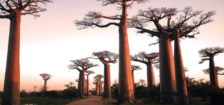 Baobab trees stand silhouetted against a sunset sky.