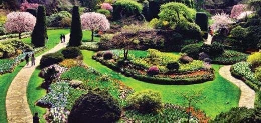 A lush garden with winding paths and blooming trees.