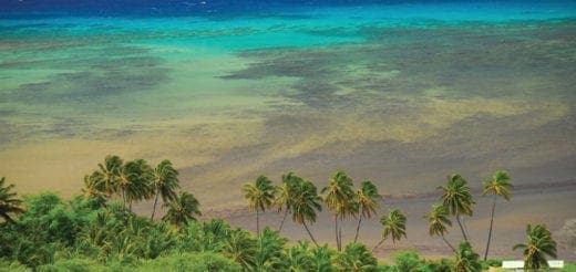 Tropical beach with palm trees and turquoise water