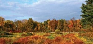Autumn trees with red, orange, and yellow leaves under a cloudy sky.