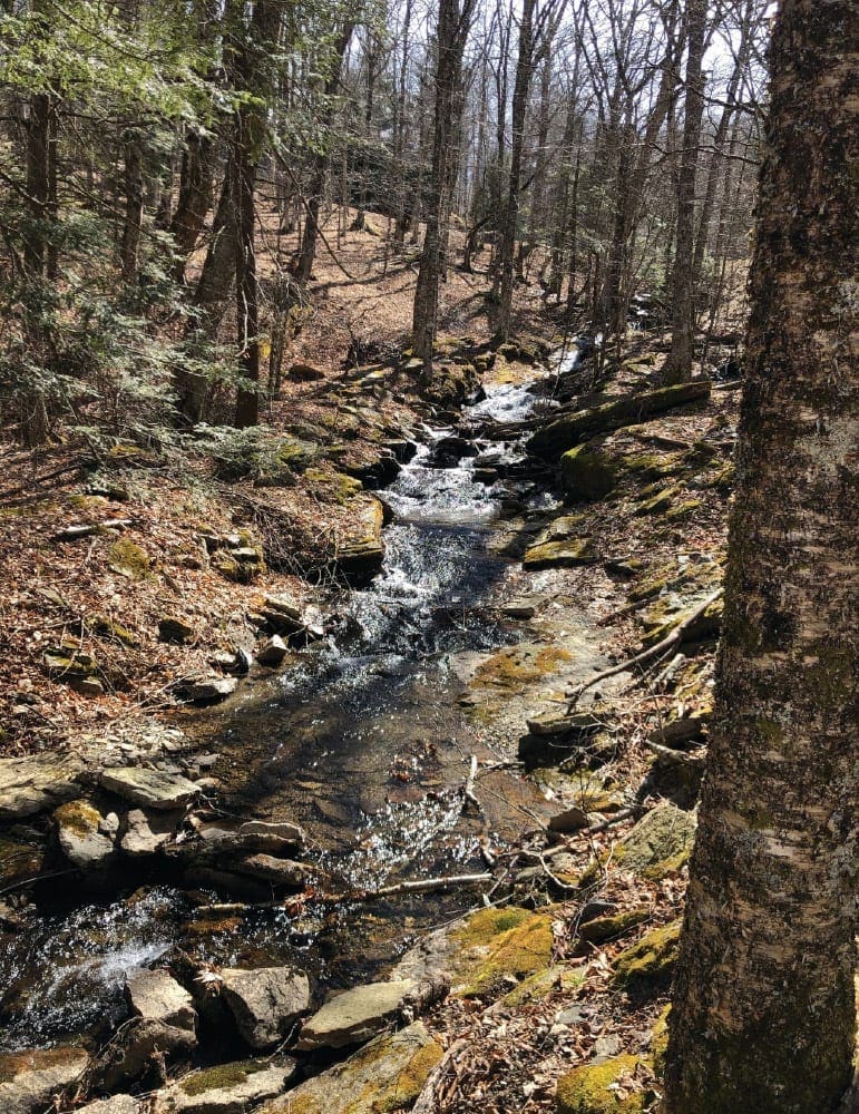 A small stream flows through a wooded area with rocky terrain.