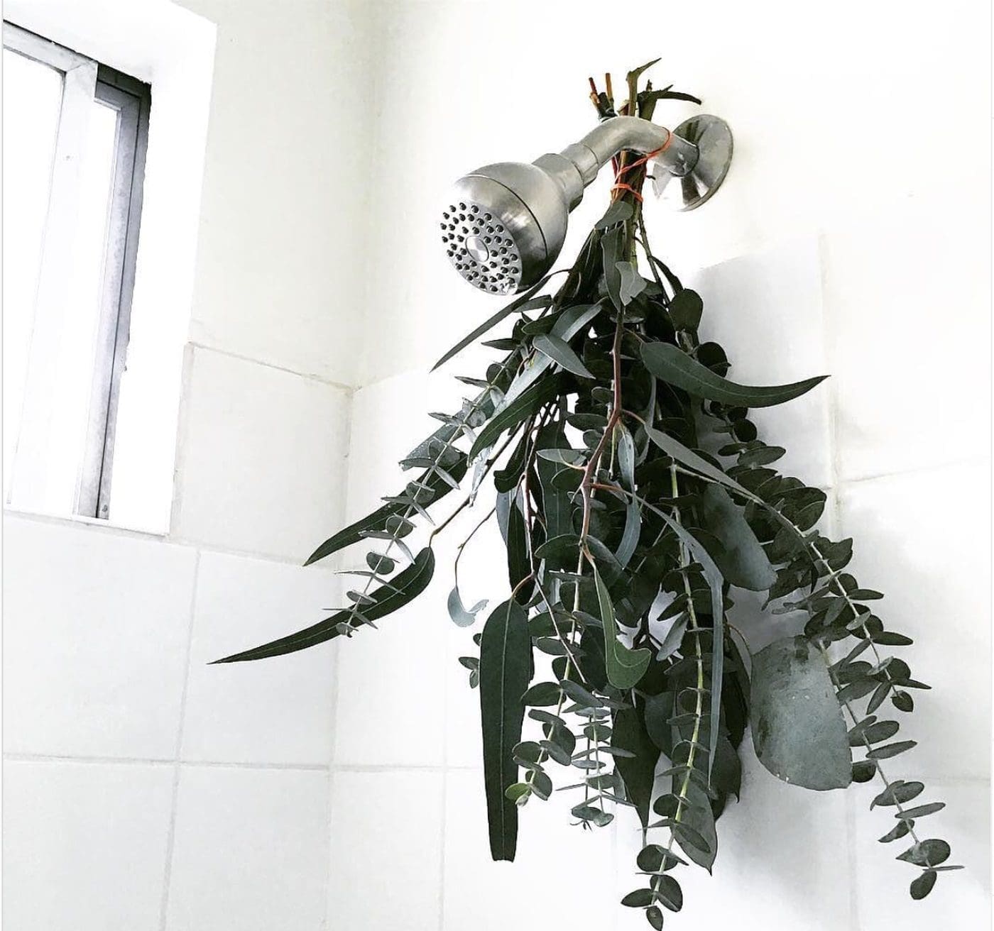 Shower head with eucalyptus branches hanging in a tiled shower.