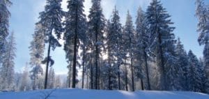 Snow-covered pine trees in a forest on a sunny day.