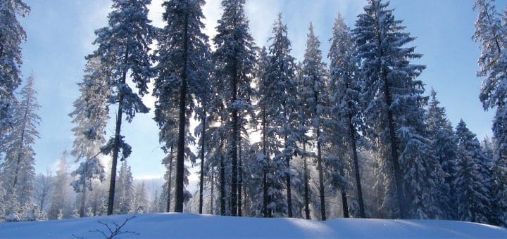 Snow-covered pine trees in a forest on a sunny day.