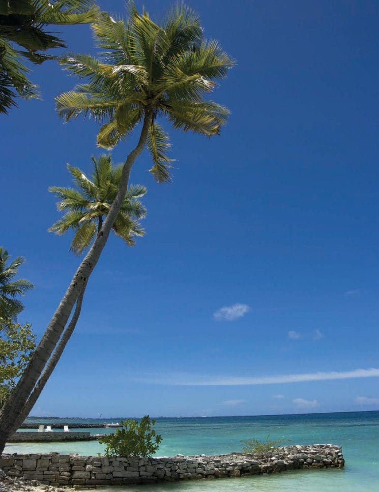 Palm trees against a bright blue sky over a calm ocean