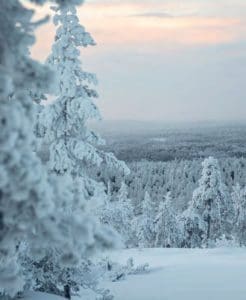 Snow-covered trees in Lapland, Finland under a pale sky.
