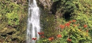 Waterfall cascading down a rocky cliff surrounded by lush green foliage and vibrant orange flowers.