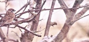 A small bird perches on a snow-dusted branch in a winter landscape.