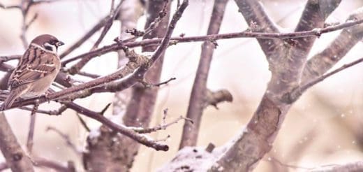 A small bird perches on a snow-dusted branch in a winter landscape.