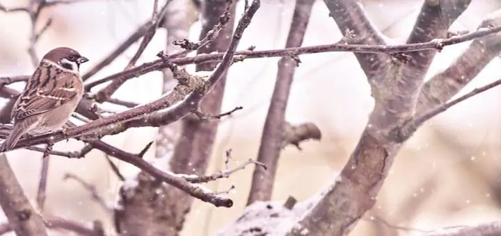 A small bird perches on a snow-dusted branch in a winter landscape.