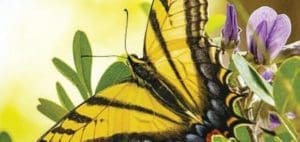Western tiger swallowtail butterfly on a plant with purple flowers.