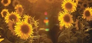 Field of sunflowers in warm sunlight.