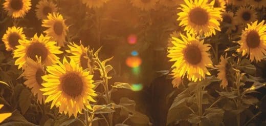 Field of sunflowers in warm sunlight.