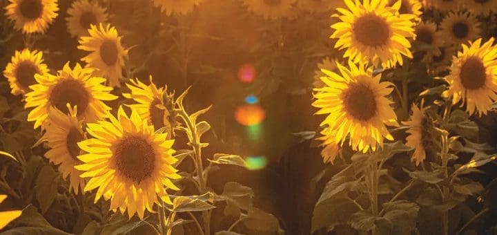 Field of sunflowers in warm sunlight.
