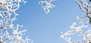Snow-covered branches against a clear blue sky.