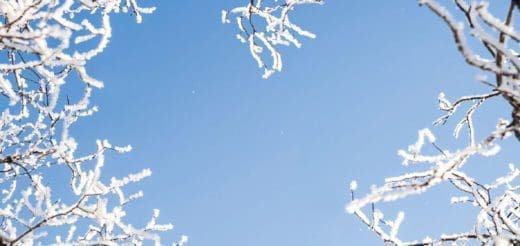 Snow-covered branches against a clear blue sky.
