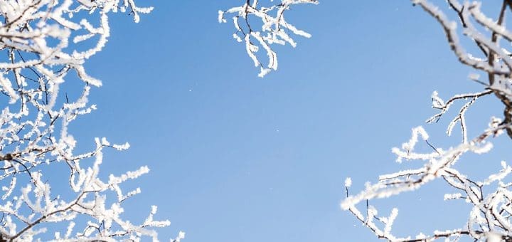 Snow-covered branches against a clear blue sky.