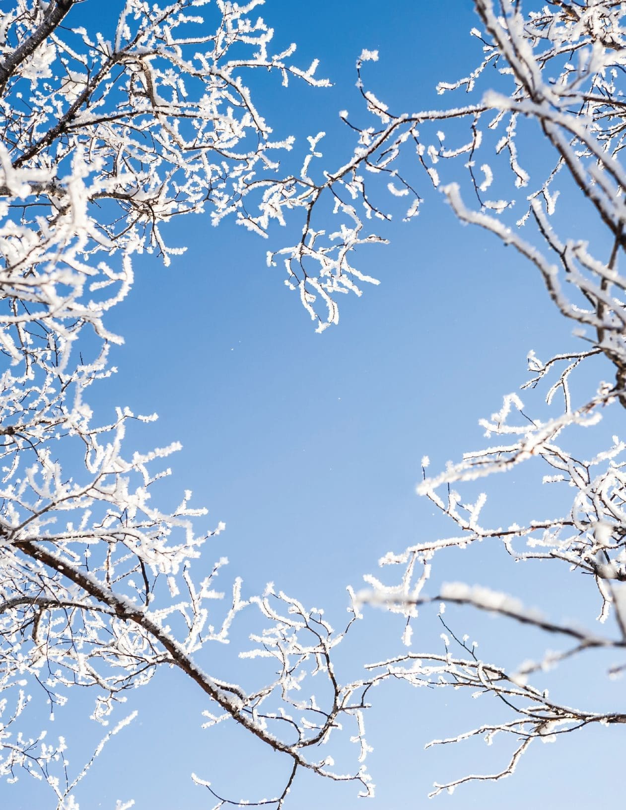 Snow-covered tree branches against a clear blue sky.