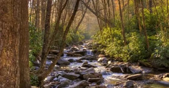 Rocky stream flows through a sunlit forest