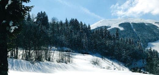 Snowy landscape with pine trees and a snow-covered mountain under a blue sky.