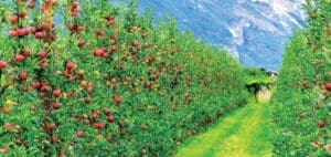 Rows of apple trees heavy with red apples in a sunlit orchard with mountains in the background.