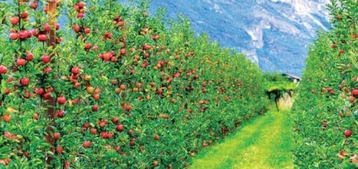 Rows of apple trees heavy with red apples in a sunlit orchard with mountains in the background.