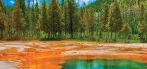 Grand Prismatic Spring in Yellowstone National Park with surrounding trees