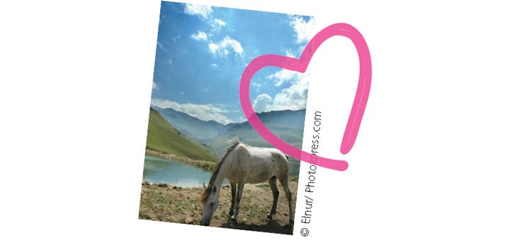 White horse grazing in front of a lake with mountains and a pink heart overlay.