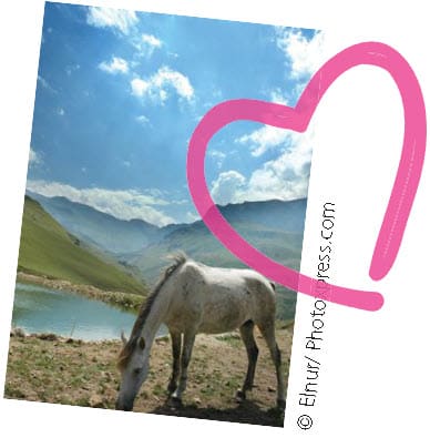 A white horse grazes in a field with mountains and a lake in the background under a blue sky.